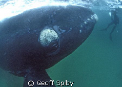 a humbling moment for an underwater hunter ( a Southern R... by Geoff Spiby 